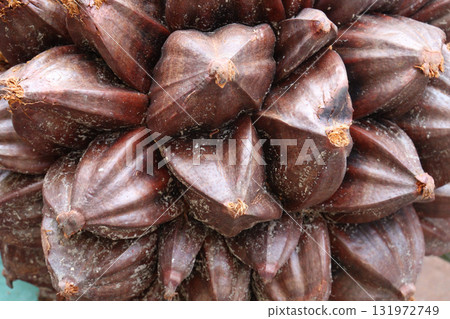 Nypa fruticans, nipa palm or mangrove palm fruit 131972749