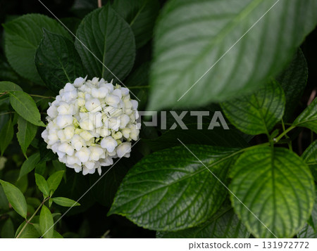 White hydrangeas blooming among fresh greenery White hydrangeas blooming among fresh greenery 131972772