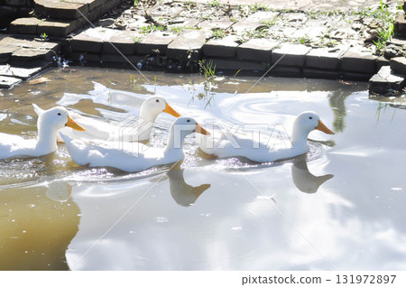 duck or ducks on the farm , farm animal 131972897