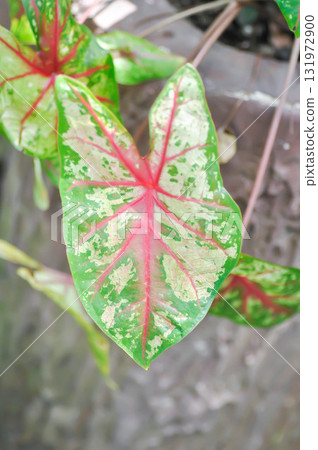 Caladium, Caladium Bicolor Vent or Caladium bicolor 131972900
