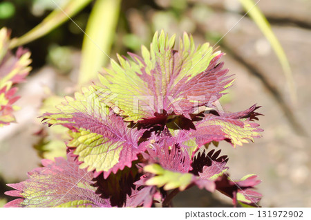Coleus, Labiatae, Lamiaceae or Painted Nettle or Plectranthus scutellarioides or Solenostemon scutellarioides or red and yellow leaf Coleus, Labiatae, Lamiaceae or Painted Nettle or Plectranthus scutellarioides or Solenostemon scutellarioides or red and yellow leaf 131972902