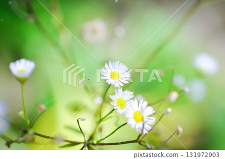 daisy or Aster tataricus or Tatarian Aster or Tatarian Daisy or Tatarinows Aster or Asteraceae or Astereae or Aster indicus or Kalimeris incisa 131972903