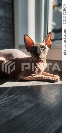 Sphynx cat lounging in sunlight near a window in a cozy indoor space Sphynx cat lounging in sunlight near a window in a cozy indoor space 131972909