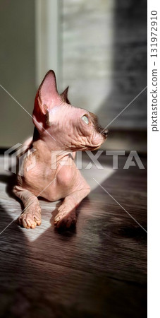 Sphynx cat lying in sunlight, enjoying a warm afternoon at home 131972910