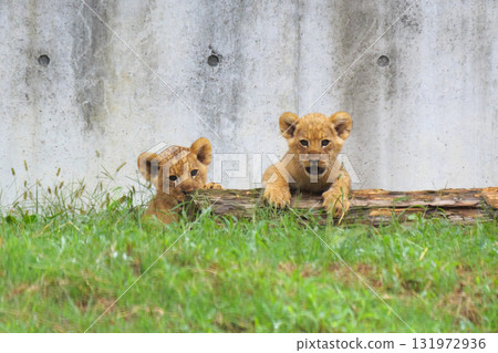 Friendly baby lions 131972936