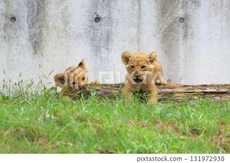 友善的小獅子 131972938