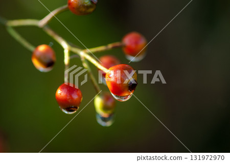 Wild rose fruit on the Shinano River and Yasuragi embankment Wild rose fruit on the Shinano River and Yasuragi embankment 131972970