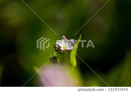 Mizo soba on the Shinano river and Yasuragi embankment 131972974