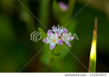 信濃川的溝蕎麥麵和安良木堤防 131972977