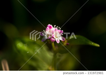 信濃川的溝蕎麥麵和安良木堤防 131972981