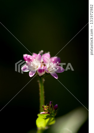 Mizo soba on the Shinano river and Yasuragi embankment Mizo soba on the Shinano river and Yasuragi embankment 131972982
