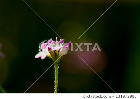 Mizo soba on the Shinano river and Yasuragi embankment Mizo soba on the Shinano river and Yasuragi embankment 131972983