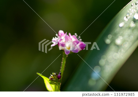 Mizo soba on the Shinano river and Yasuragi embankment Mizo soba on the Shinano river and Yasuragi embankment 131972985