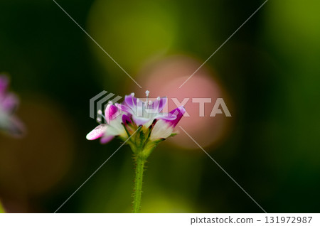 Mizo soba on the Shinano river and Yasuragi embankment Mizo soba on the Shinano river and Yasuragi embankment 131972987