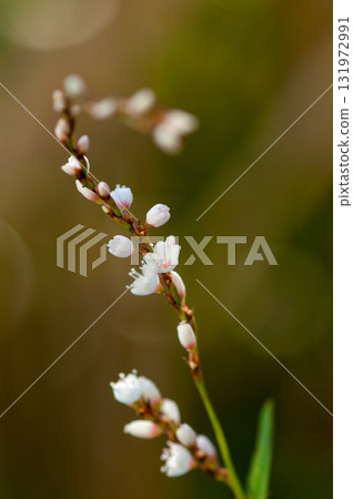Shirobana Sakura Tade on the Yasuragi Embankment of the Shinano River 131972991
