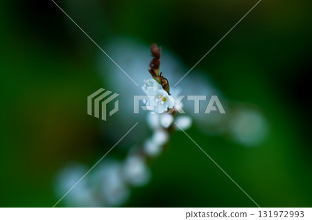 信濃川安良木堤上的白花櫻花館 131972993