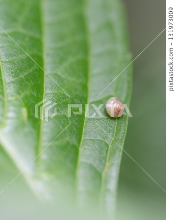 葉子上的小蝸牛 131973009