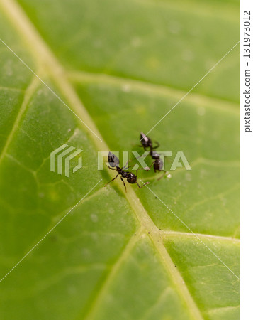 螞蟻在一片葉子上相遇 131973012