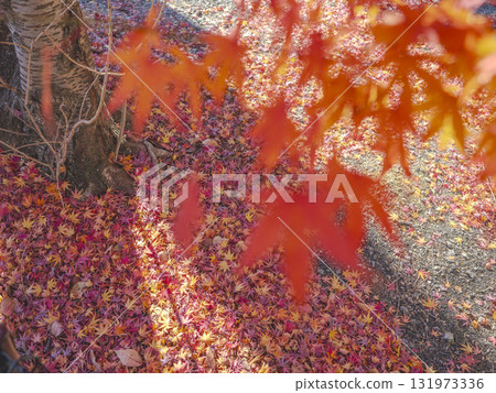 A carpet of fallen leaves dyed red 131973336