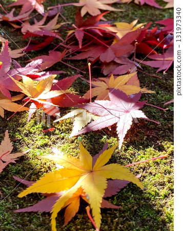 陽光照射的秋葉 131973340