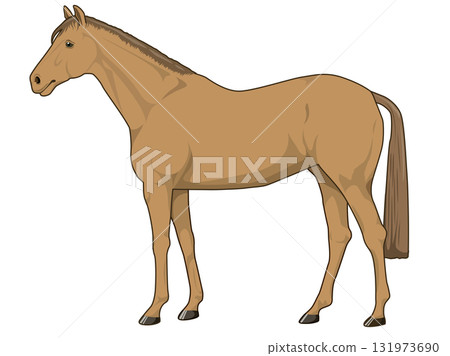 栗色馬(純種馬) 栗色馬(純種馬) 131973690