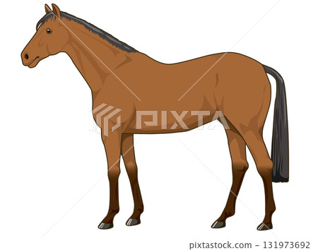 栗色馬(純種馬) 栗色馬(純種馬) 131973692