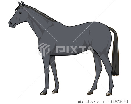 黑馬(純種馬) 黑馬(純種馬) 131973693