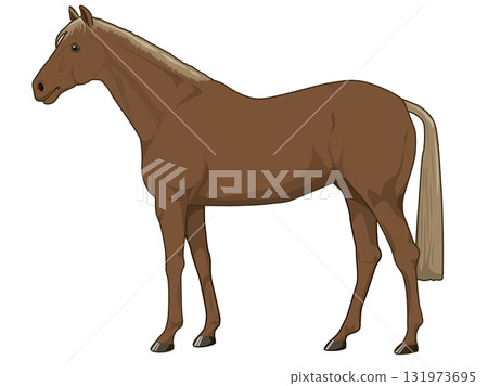 栗色馬(純種馬) 栗色馬(純種馬) 131973695