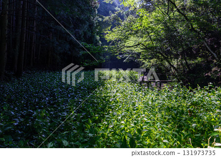 靜岡縣週知郡森町梶島：山村風景 131973735