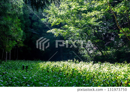 靜岡縣週知郡森町梶島：山村風景 131973750