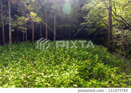 靜岡縣週知郡森町梶島：山村風景 131973764