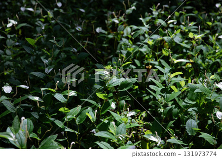 靜岡縣週知郡森町梶島：山村風景 131973774