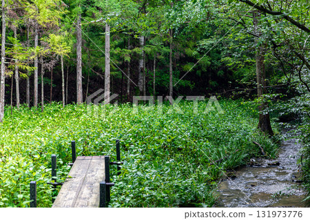 靜岡縣週知郡森町梶島:山村風景 靜岡縣週知郡森町梶島:山村風景 131973776