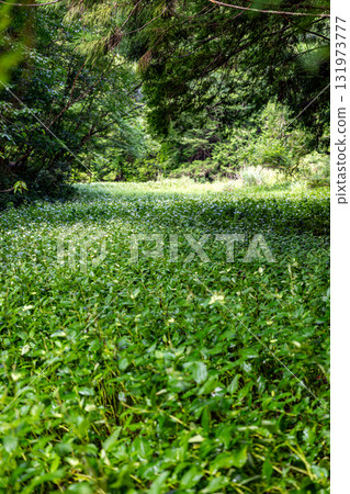 靜岡縣週知郡森町梶島：山村風景 131973777