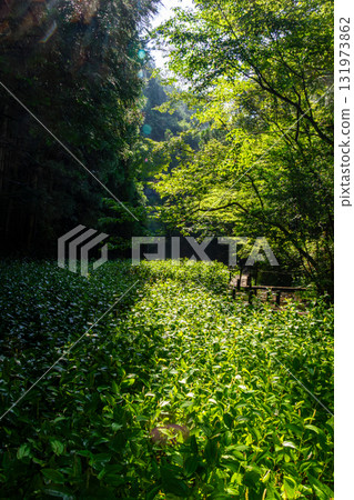 Kajishima, Morimachi, Shuchi District, Shizuoka Prefecture: Mountain village scenery 131973862