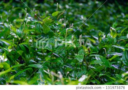 靜岡縣週知郡森町梶島：山村風景 131973876