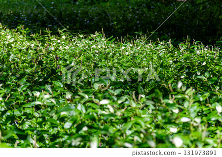 靜岡縣週知郡森町梶島：山村風景 131973891