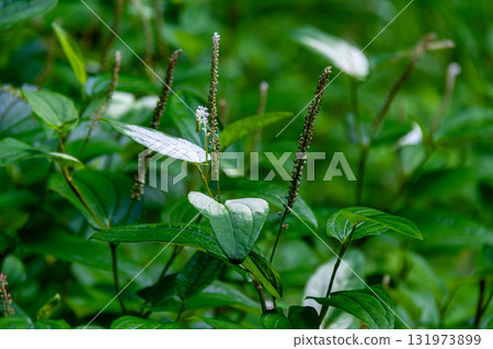 靜岡縣週知郡森町梶島:山村風景 靜岡縣週知郡森町梶島:山村風景 131973899