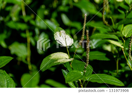 Kajishima, Morimachi, Shuchi District, Shizuoka Prefecture: Mountain village scenery 131973906