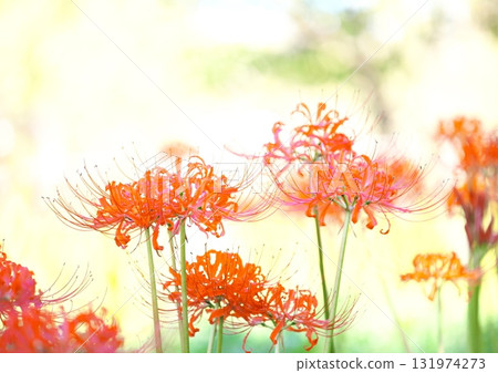 秋季簇生花卉:紅花石蒜 秋季簇生花卉:紅花石蒜 131974273