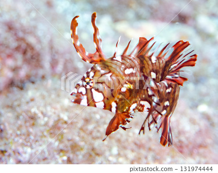 一隻形狀奇特的幼魚Obitensis。靜岡縣伊豆半島南伊豆町中木Hirizo海灘 - 2025 131974444