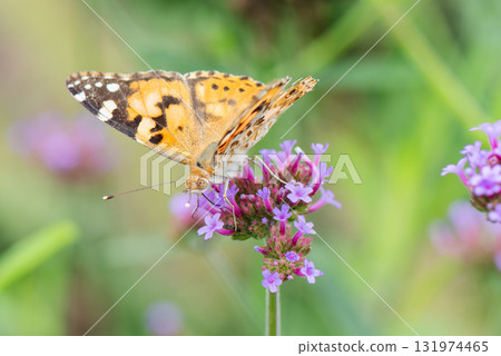 A fritillary butterfly perches on a flower and drinks nectar 131974465