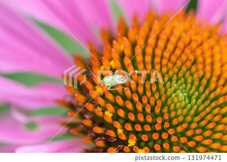 A pale green rice bug resting on an echinacea flower 131974471