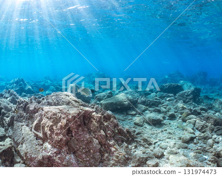 一群鯛魚、藍雀鯛和其他魚類。靜岡縣伊豆半島南伊豆町中木飛騎海岸 - 2025 一群鯛魚、藍雀鯛和其他魚類。靜岡縣伊豆半島南伊豆町中木飛騎海岸 - 2025 131974473