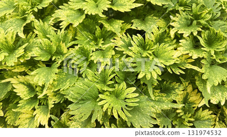 Mayana or Coleus Blumei plant in the garden 131974532