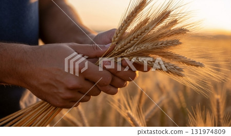Close-up of a man's hands holding a bunch of golden wheat. Farmer in a field during harvest at sunset. Agriculture and natural food concept Close-up of a man's hands holding a bunch of golden wheat. Farmer in a field during harvest at sunset. Agriculture and natural food concept 131974809