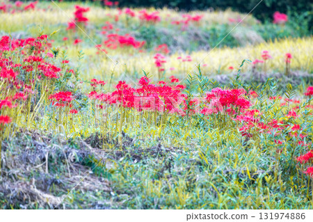 Red spider lily of Terasaka terraced rice field Red spider lily of Terasaka terraced rice field 131974886