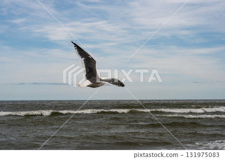 Seagull soaring gracefully above sea waves under sky 131975083