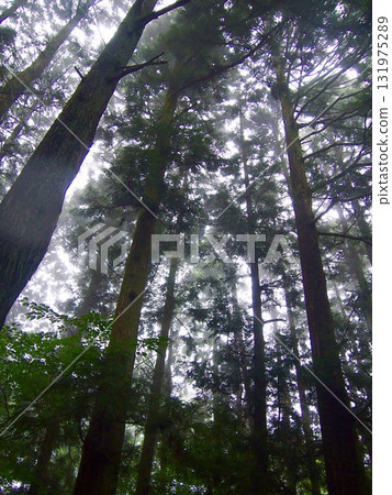 霧中的森林 霧中的森林 131975289