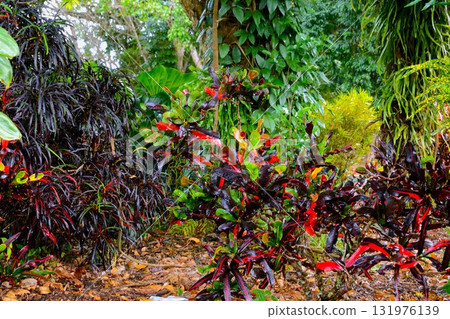 Colorful Croton 131976139